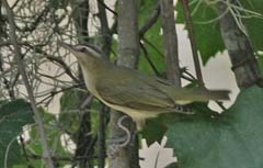 Red-Eyed Vireo