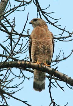 Red Shouldered Hawk