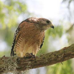 Red-Shouldered Hawk