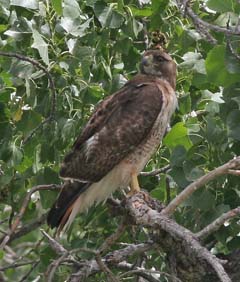 Red-Tailed Hawk