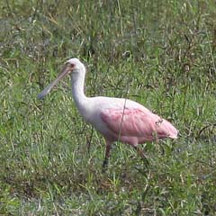 Roseate Spoonbill