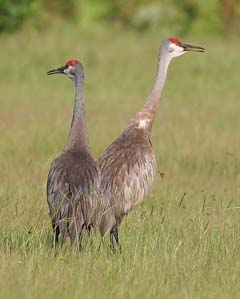 Sandhill Crane