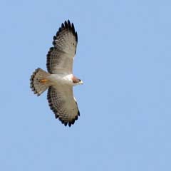 Short-Tailed Hawk