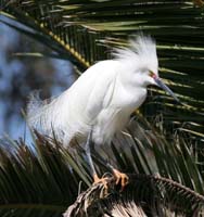 Snowy Egret