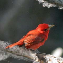 Summer Tanager