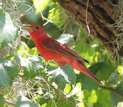 Summer Tanager