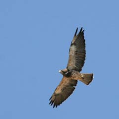 Swainson's Hawk