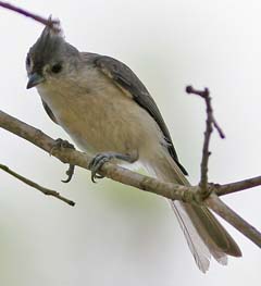 Tufted Titmouse