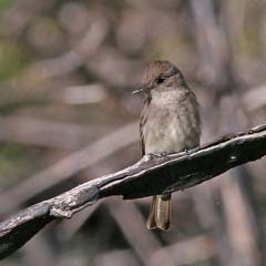 Western Wood-Pewee