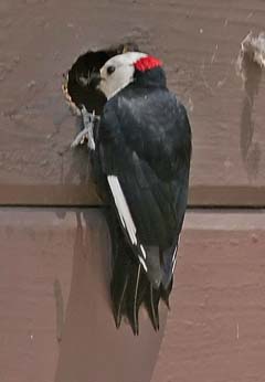 White-Headed Woodpecker