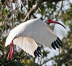 White Ibis