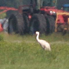 Whooping Crane