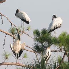 Wood Stork