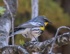 Yellow-Rumped Warbler