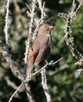 California Towhee