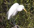 Great Egret