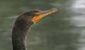 Double-Crested Cormorant