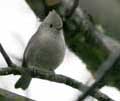 Oak Titmouse