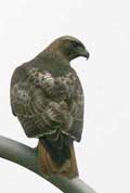 Red-Tailed Hawk