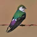 Violet-Green Swallow