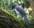 Western Scrub-Jay