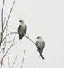 White-Tailed Kite