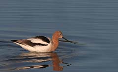 American Avocet