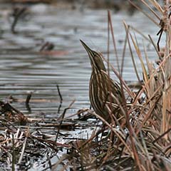 American Bittern