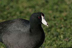 American Coot