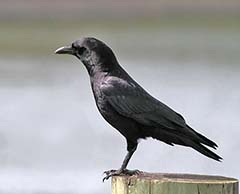 American Crow