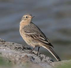 American Pipit