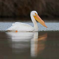 American White Pelican