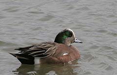 American Wigeon