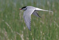 Arctic Tern