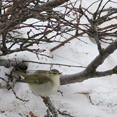 Arctic Warbler