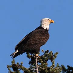 Bald Eagle