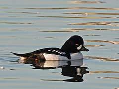 Barrow's Goldeneye