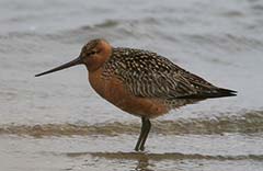 Bar-tailed Godwit