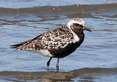 Black-bellied Plover