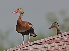 Black-bellied Whistling-Duck