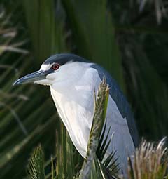 Black-crowned Night-Heron