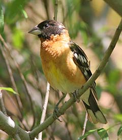 Black-headed Grosbeak