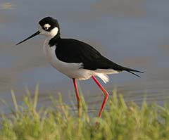 Black-necked Stilt