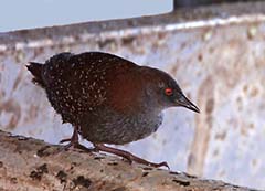 Black Rail