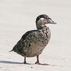 Black Scoter