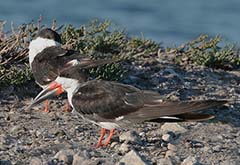 Black Skimmer