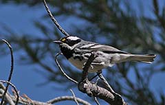 Black-throated Gray Warbler