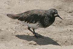 Black Turnstone