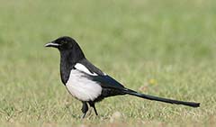 Black-billed Magpie