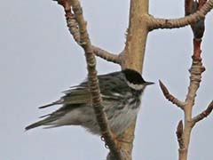 Blackpoll Warbler